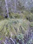 Xerophyllum tenax, Indian Basket Grass in a coastal pine forest. - grid24_3
