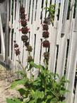 Salvia spathacea,  Powerline Pink - grid24_3