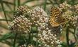 Asclepias fascicularis, Narrow-leaf milkweed with a Fritillary butterfy - grid24_3