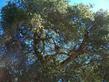 Quercus agrifolia, Coast Live Oak can be a large tree. - grid24_3