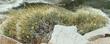 Acton Encelia, Mountain Bush Sunflower, Encelia actoni in flower.  - grid24_3