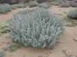 A photo from 1980 of Artemisia pycnocephala, Sandhill Sage, on the California coast.  - grid24_3