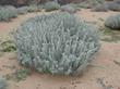 A photo from 1980 of Artemisia pycnocephala, Sandhill Sage, on the California coast.  - grid24_24