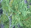 Thuja plicata Western Red Cedar - grid24_3