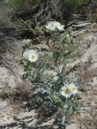 Argemone munita, Prickly Poppy, growing in one of its natural open, sunny habitats, chaparral edges.   - grid24_24
