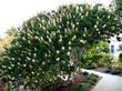 Another floriferous specimen of Aesculus californica, Buckeye, on the campus of  Cal Poly, San Luis Obispo, California - grid24_3