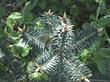 Abies bracteata, Santa Lucia Fir, growing as a young plant in our garden.  - grid24_24