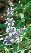 Salvia mellifera repens, Black sage repens flowers - grid24_3