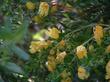 Keckiella antirrhinoides, Yellow Bush Snapdragon, here with the flowers finishing off and a few buds, Santa Margarita, California, garden. - grid24_3