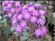 An old photo of Abronia villosa var. aurita, Sand Verbena, from the south coast of California. - grid24_3