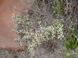 Croton californicus,  Croton plant - grid24_3
