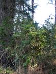 Mahonia pinnata Shinyleaf Mahonia in the wild, somewhere, since someone forgot to label it. - grid24_3