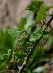 Ribes divaricatum, Spreading Gooseberry, growing in the nursery garden in Santa Margarita, California.  - grid24_3