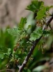 Ribes divaricatum, Spreading Gooseberry, growing in the nursery garden in Santa Margarita, California.  - grid24_24