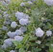 The blue flowers of Ceanothus thyrsiflorus repens a wonderful on a north slope or on the edges of a shady glen. - grid24_3