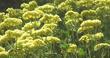 Shasta Buckwheat or Sulfur  Buckwheat flowers can add a lot of color to a native garden in summer. - grid24_3