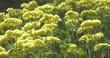 Shasta Buckwheat or Sulfur  Buckwheat flowers can add a lot of color to a native garden in summer. - grid24_24