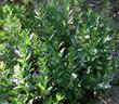 Scutellaria austinae Skull Cap - grid24_3