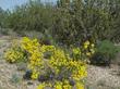 Haplopappus linearifolius (Ericameria linearifolia, Stenotopsis linearifolia) with California Juniper - grid24_24