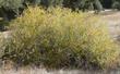 Salix lasiolepis, Arroyo Willow, as bush - grid24_24
