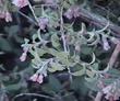 Symphoricarpos parishii Mountain Snowberry - grid24_3