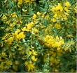 Here is a very floriferous example of Lotus scoparius, Deerweed,  a most valuable plant of the California chaparrla plant community.  - grid24_24