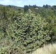 Styrax officinalis fulvescens, Southern Snowdrop bush up on San Marcos Pass - grid24_3