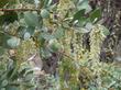 Garrya flavescens pallida, Pale Ashy Silk-tassel Bush with 6 inch catkins - grid24_24