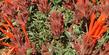 Monardella macrantha, Red Monardella, is low-growing, and has lovely bright red flowers.  - grid24_3