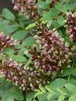 Amorpha californica, California False Indigo Bush flowers - grid24_3