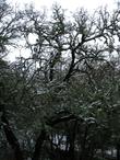 Quercus douglasii, Blue oak with snow - grid24_24