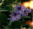 Solanum wallacei Wallaces Nightshade - grid24_3
