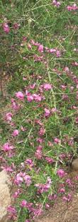Here is a photo of Pickeringia montana, Chaparral Pea,  flowering in our Santa Margarita garden.  - grid24_3