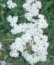 Achillea millefolium var. lanulosa, Mountain Yarrow has grown as a pure white ground cover. - grid24_3
