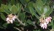 Arctostaphylos refugioensis, Refugio Manzanita flowers and leaves - grid24_24