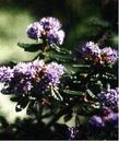 Ceanothus death star - grid24_3