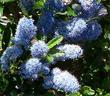 The flowers of Ceanothus Joyce Coulter - grid24_24