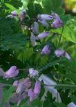 Dicentra formosa, Pacific  Bleeding Heart, has delicate leaves, and really pretty delicate pale lavender flowers.  - grid24_24