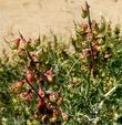 Dalea (Psorothamnus) fremontii, Indigo Bush, has colorful, and unusual  fruits, in addition to its lovely blue flowers.   - grid24_3