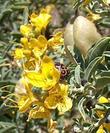 This photo shows the yellow flowers, and beige fruits of Isomeris arborea, Bladderpod, with a colorful stowaway. - grid24_24
