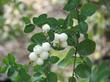 Symphoricarpos albus laevigatus, Common Snowberry berries. - grid24_3
