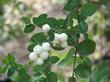 Symphoricarpos albus laevigatus, Common Snowberry berries. - grid24_24