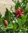 Calycanthus occidentalis, Spice Bush, with a flower bud on the left, and an opened flower on the right area of the photo.  - grid24_24