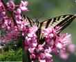 A Pale Swallowtail butterfly on  the Redbud, Cercis occidentalis, the inset shows Golden Currant, Ribes aureum gracilentum flowered exactly right.  - grid24_24