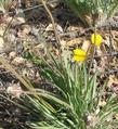 Agoseris grandiflora,  Mountain dandelion flower - grid24_24