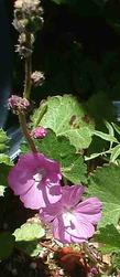 Sidalcea neomexicana, Checkers has a nice pink flower - grid24_3