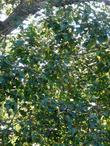 Populus trichocarpa ,Black Cottonwood leaves - grid24_24