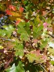 Quercus kelloggii, Kellogg Oak fall color - grid24_24