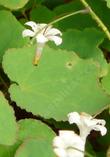 Vancouveria hexandra,  Inside out flower and leaves. - grid24_3