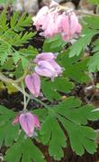 This is a photo of Dicentra formosa, Pacific  Bleeding Heart, showing more detail of the flowers and leaves. - grid24_3